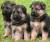 chiots bergers allemand